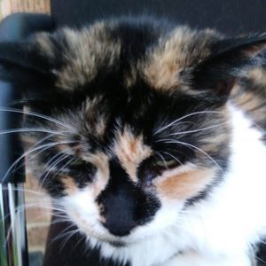 Meet your Posher, Cammie